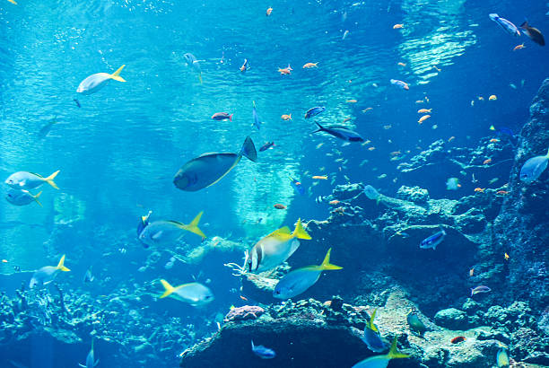 istock aquarium backgound - blue Korallenriff white angle underwater 513443203