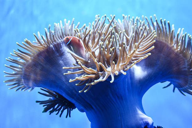 aquarium backgound