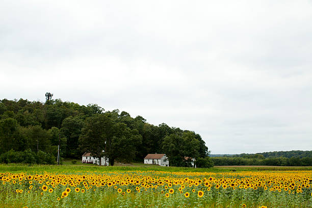Large group of sunflowers in the field