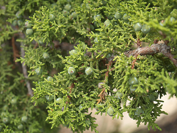 Juniper tree Juniper tree - Juniperus osteosperma close up juniper tree juniperus osteosperma stock pictures, royalty-free photos & images