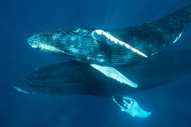 istock Humpback Whale Calf and Mother 513444096