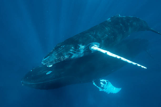 istock Humpback Whales in Caribbean 513444120