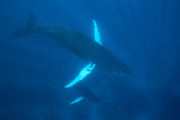 istock Humpback Whales in Blue Water 513444166