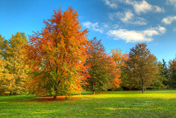 istock Beautiful autumn tree with fallen dry leaves 513444247