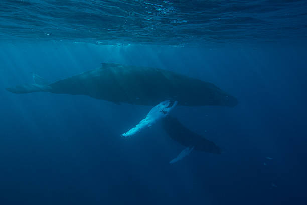 istock Mother and Calf Humpback Whales 513444302