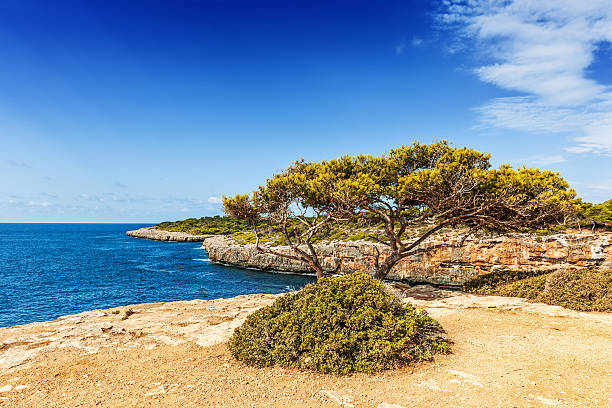 Old pine tree overlooking the bay of Cala Pi stock photo