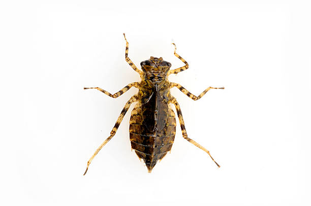 Beautiful dragonfly larvae isolated in the white