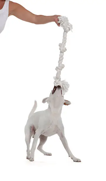 Jack Russell Terrier playing with biting rope by female hand in front of white background