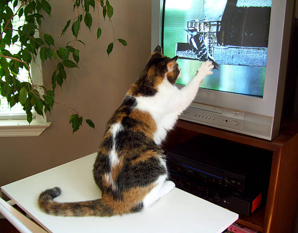Cat Reaching for Bird on Television stock photo