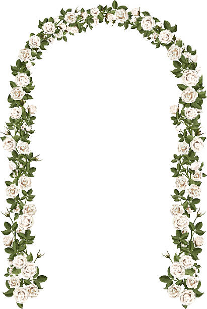 Arch of white climbing roses Arch of white climbing roses. Floral design. Wedding decoration. Vector illustration, detailed, isolated on white background. arch stock illustrations