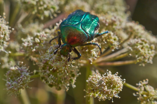 Chafer beetles graze on Russian cornflower colors.