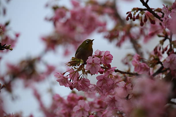 istock Kawazu cherry tree and white-eye 513445762