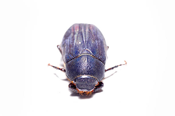 istock Protaetia opaca isolated on a white background 513446543