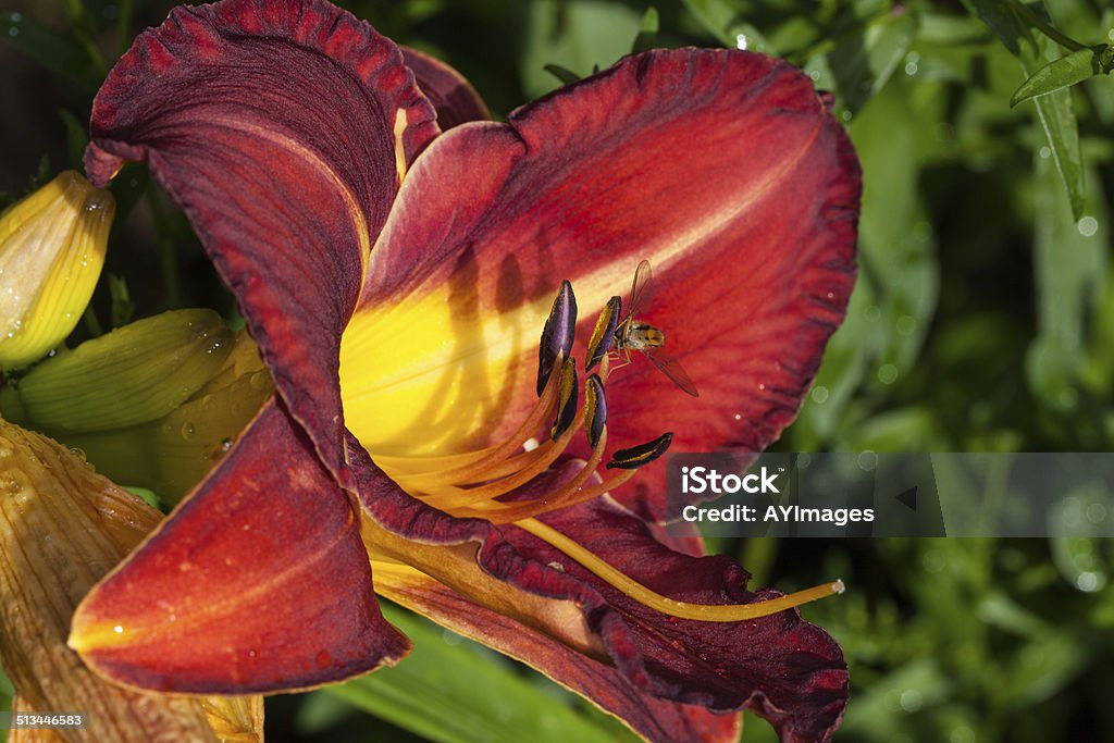 Hemerocallis Stonehill Ruby Delight http://www.pbase.com/annayu/image/103156934.jpg Close-up Stock Photo