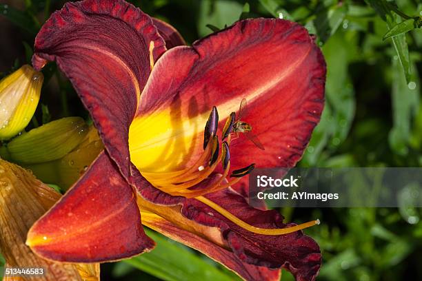 Hemerocallis Stonehill Ruby Delight Stock Photo - Download Image Now - Close-up, Day Lily, Front View