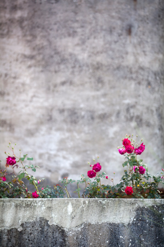 Red roses on an old concrete wall