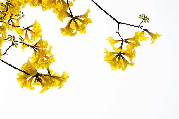 istock yellow flowers isolated background 513446999