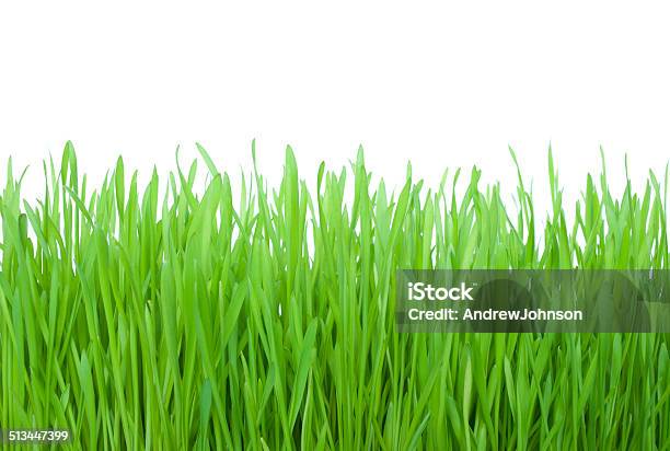Gras Stockfoto und mehr Bilder von Fotografie - Fotografie, Freisteller – Neutraler Hintergrund, Frühling