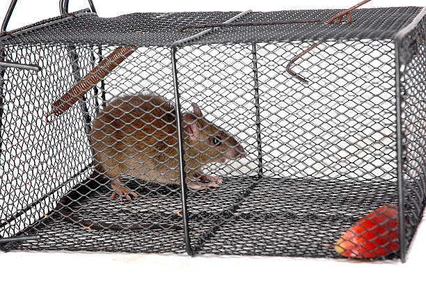 istock rat in a metal trap 513447571