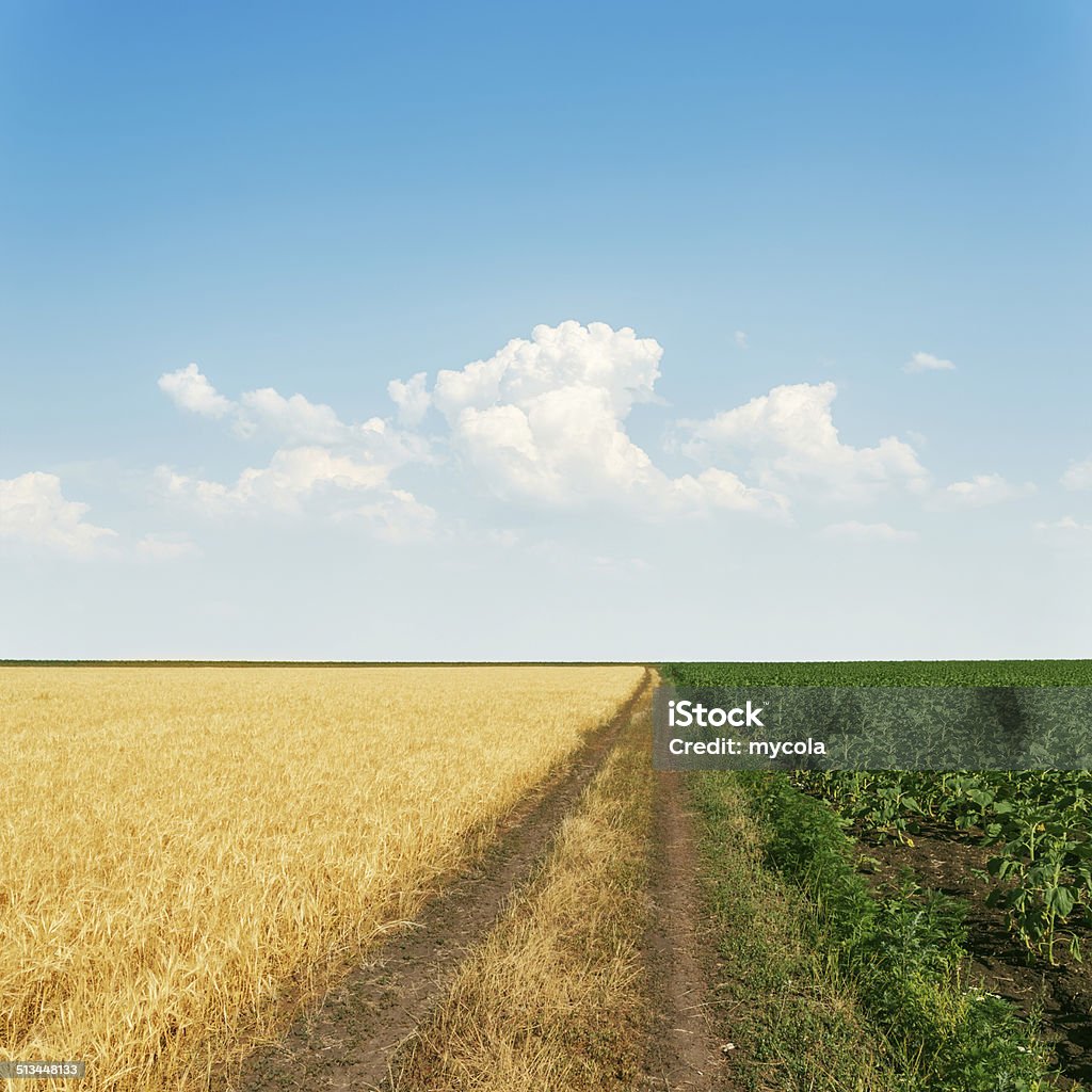 dirty road in agricultural fields and sky with clouds Agricultural Field Stock Photo