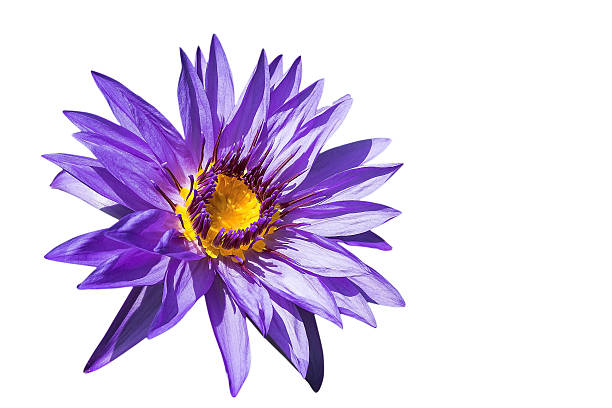 istock Lotus flower Image isolated on white background. 513448615