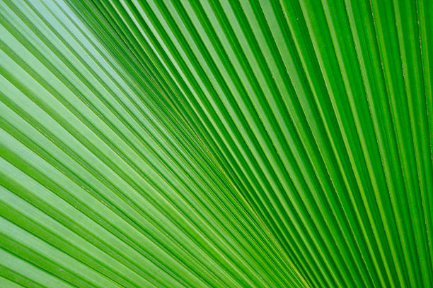 istock Texture of Green palm Leaf 513448847