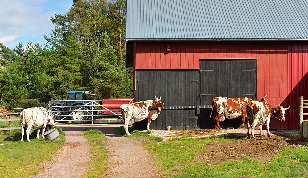 Dairy farm. Cows go to barn at milking