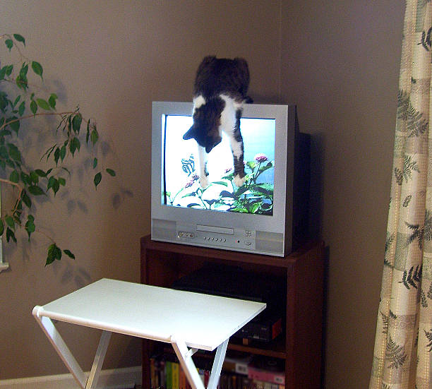 Cat Hanging Upside Down, Watching Images on a TV Screen stock photo