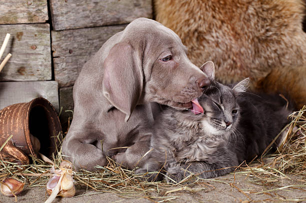 dog kiss kitten Weimaraner puppy and kitten, Cat and dog weimaraner dog animal domestic animals stock pictures, royalty-free photos & images