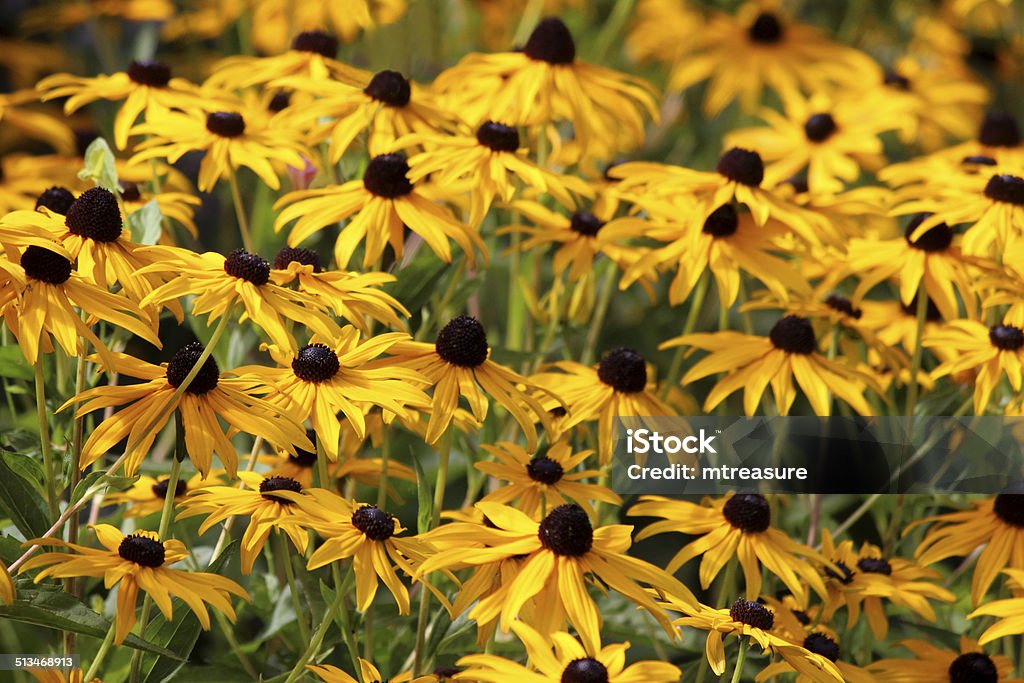 Bild von blühenden Braunäugige, Gelbe Blumen, Braunäugige fulgida sullivantii'Goldsturm' - Lizenzfrei Rudbeckie Stock-Foto
