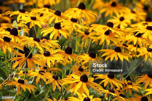 Bild Von Blühenden Braunäugige Gelbe Blumen Braunäugige Fulgida Sullivantiigoldsturm Stockfoto und mehr Bilder von Rudbeckie