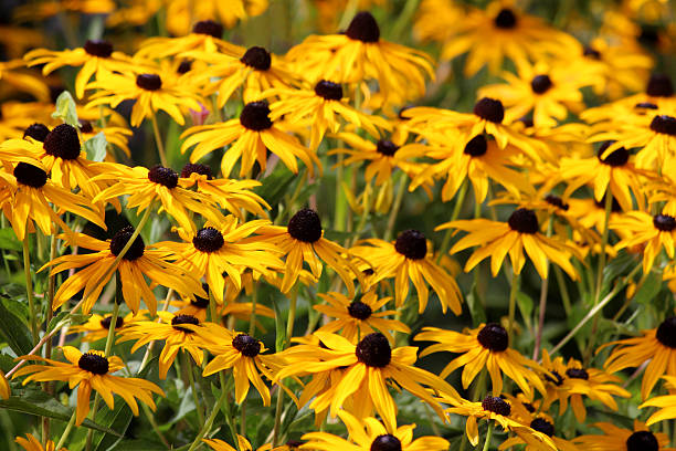 imagen de cornejo rudbeckia, amarillo flores, rudbeckia fulgida sullivantii'goldsturm' - daisy multi colored flower bed flower fotografías e imágenes de stock