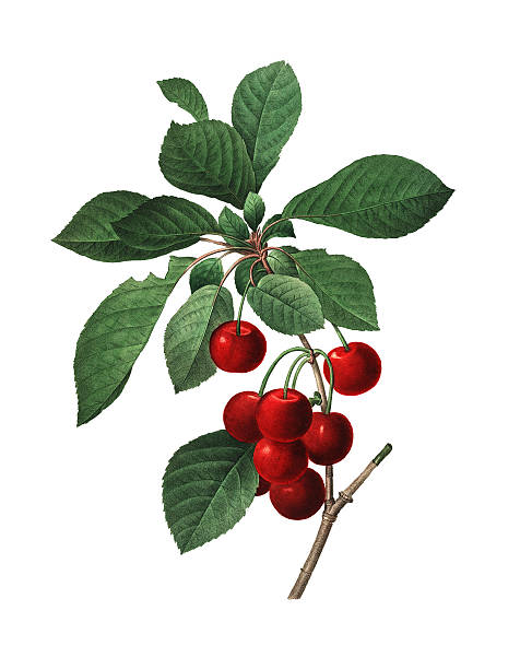 Royal Cherry | Redoute Flower Illustrations High resolution illustration of a Royal Cherry, isolated on white background. Engraving by Pierre-Joseph Redoute. Published in Choix Des Plus Belles Fleurs, Paris (1827). cherry coloured stock illustrations