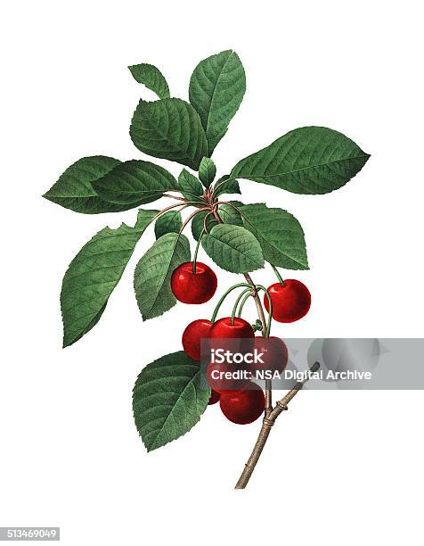 Royal Cherry Redoute Flower Illustrations Stock Illustration - Download Image Now - Cherry, Illustration, Retro Style