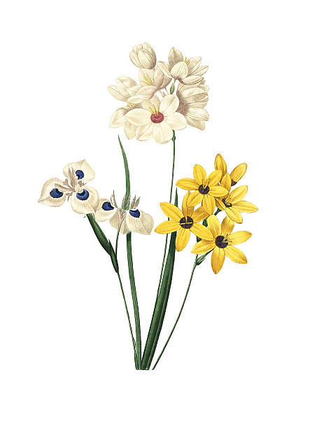 vieufseuxie a taches bleues.  ixia 품종 - blue close up white background flower head stock illustrations