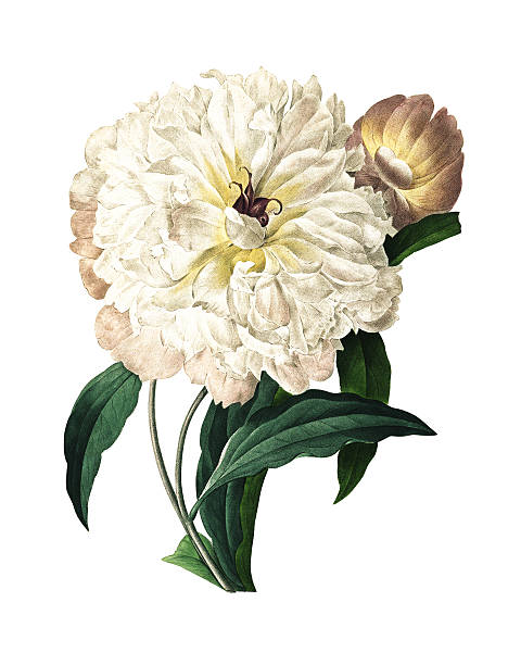 белый пион/redoute цветок иллюстрации - botany illustration and painting single flower image stock illustrations