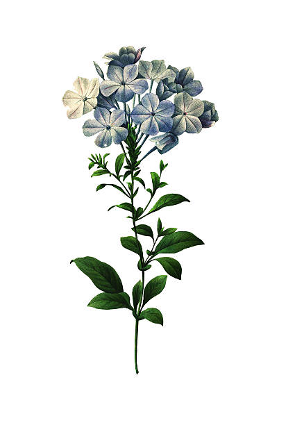 갯길경 caerulea/redoute 아이리스입니다 일러스트 - blue close up white background flower head stock illustrations