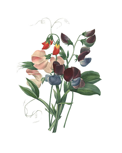 ilustrações, clipart, desenhos animados e ícones de com ervilha doce (lathyrus odoratus)/redoute flor ilustrações - illustration and painting old fashioned purple vertical