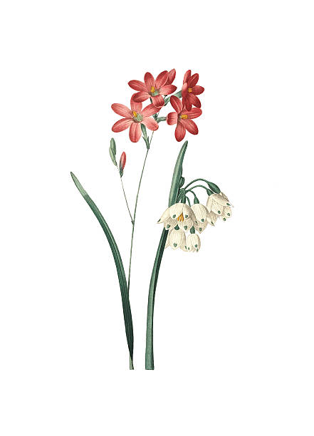 ilustrações de stock, clip art, desenhos animados e ícones de ixia um fleurs de flox e verão de floco de neve - flower white background single flower red