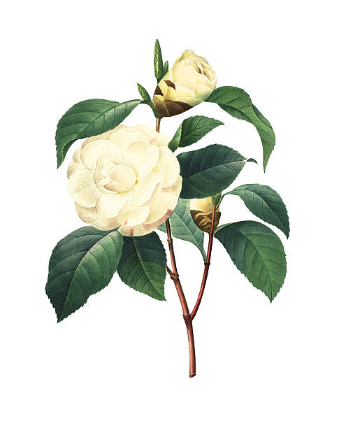 동백나무/redoute 아이리스입니다 일러스트 - botany illustration and painting single flower image stock illustrations