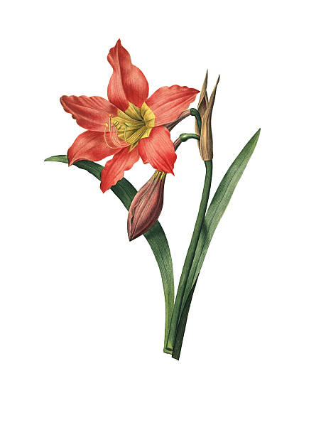 амариллис equestre/redoute цветок иллюстрации - amaryllis stock illustrations