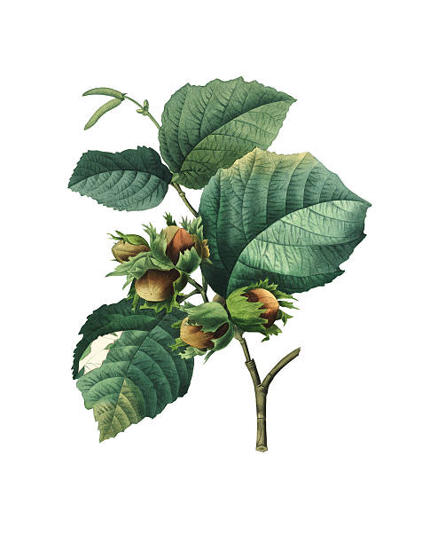 corylus maxima/"redoute" aus botanischen illustrationen - haselnuss stock-grafiken, -clipart, -cartoons und -symbole