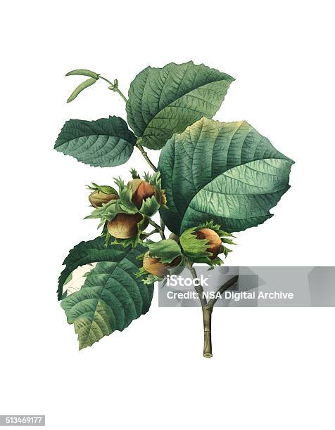 Corylus Maxima Redoute Botanical Illustrations Stock Illustration - Download Image Now - Hazelnut, Illustration, Hazel Tree