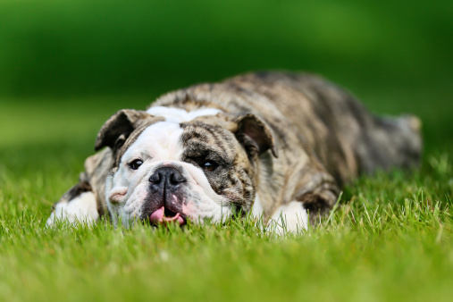 Purebred adult bulldog photographed outdoors on a sunny summer day.