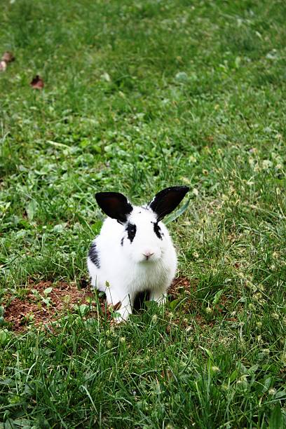 흑백 달마시안 난장이 렉스 토끼 - dalmatian rabbit 뉴스 사진 이미지