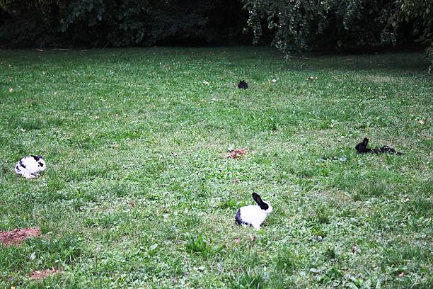 일반공개 공원 querini 비첸차 많은 개척시대의 bunnies, 이탈리아 - dalmatian rabbit 뉴스 사진 이미지