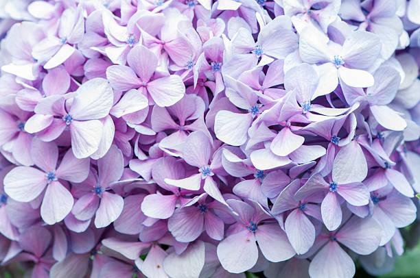 istock Color purple flower 513470673