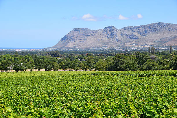 istock Vineyard in Wine Country 513470770
