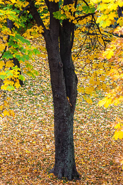 istock Autumn leaves with gilded 513470913