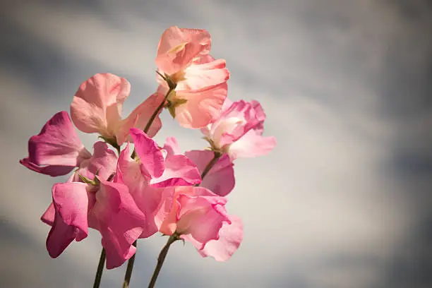 Bright pink flowers of a sweet pea against the gray sky